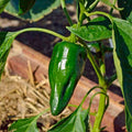 Ancho Poblano Pepper Seeds - 50+ Heirloom Capsicum annuum for Salsas & Cooking, Container & Garden Planting