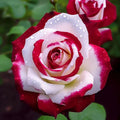 Bi-Color Rose Seeds - 20 Non-GMO Heirloom Red & White Rosa spp. for Garden Planting