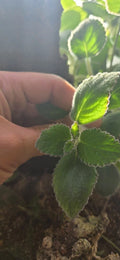 Nautilocalyx Adenosiphon Cuttings - 2 Indoor Tropical Foliage Plants for Terrariums - Exotic, Vibrant Greenery