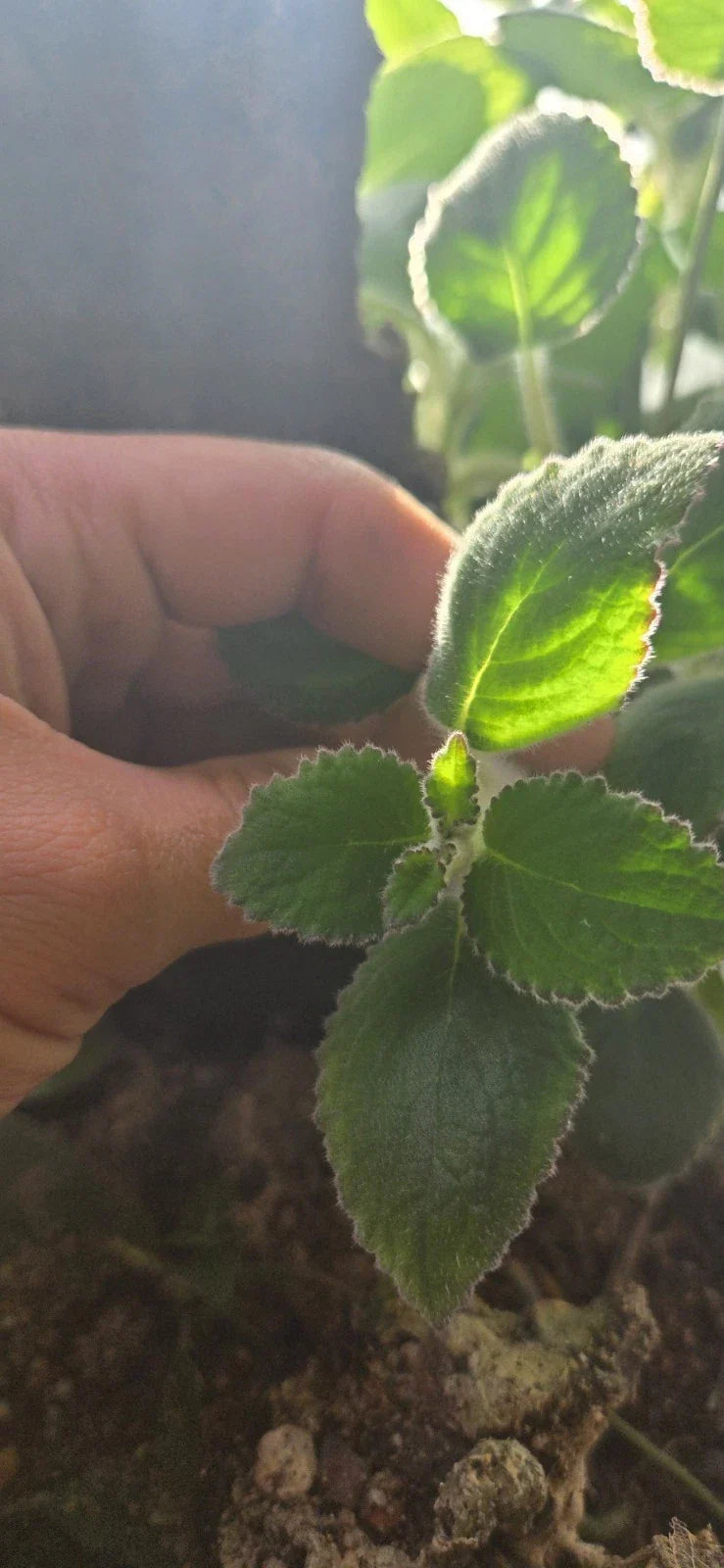 Nautilocalyx Adenosiphon Cuttings - 2 Indoor Tropical Foliage Plants for Terrariums - Exotic, Vibrant Greenery