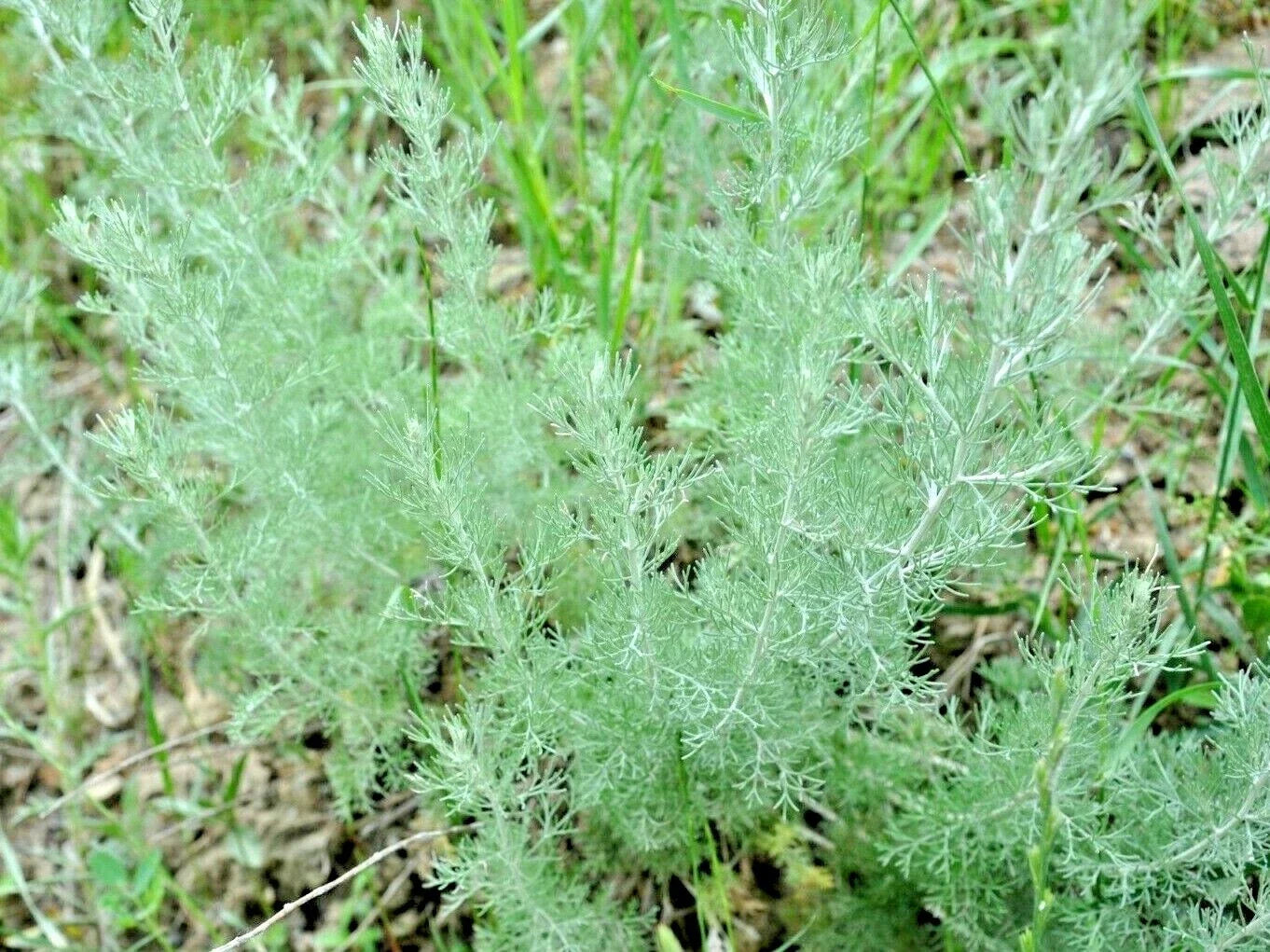 2000+ Wormwood Seeds, Medicinal Perennial Herb, Pest & Mosquito Repellent, Artemisia absinthium, USA