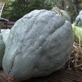 Giant Blue Hubbard Squash Seeds – Heirloom Non-GMO Cucurbita maxima for Home Gardening, Sweet Flavor, 20 Pack