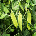 Oregon Sugar Pod II Snow Pea Seeds, Heirloom, NON-GMO, Climbing Vine, Pisum sativum, Garden Seeds for Cool Climate