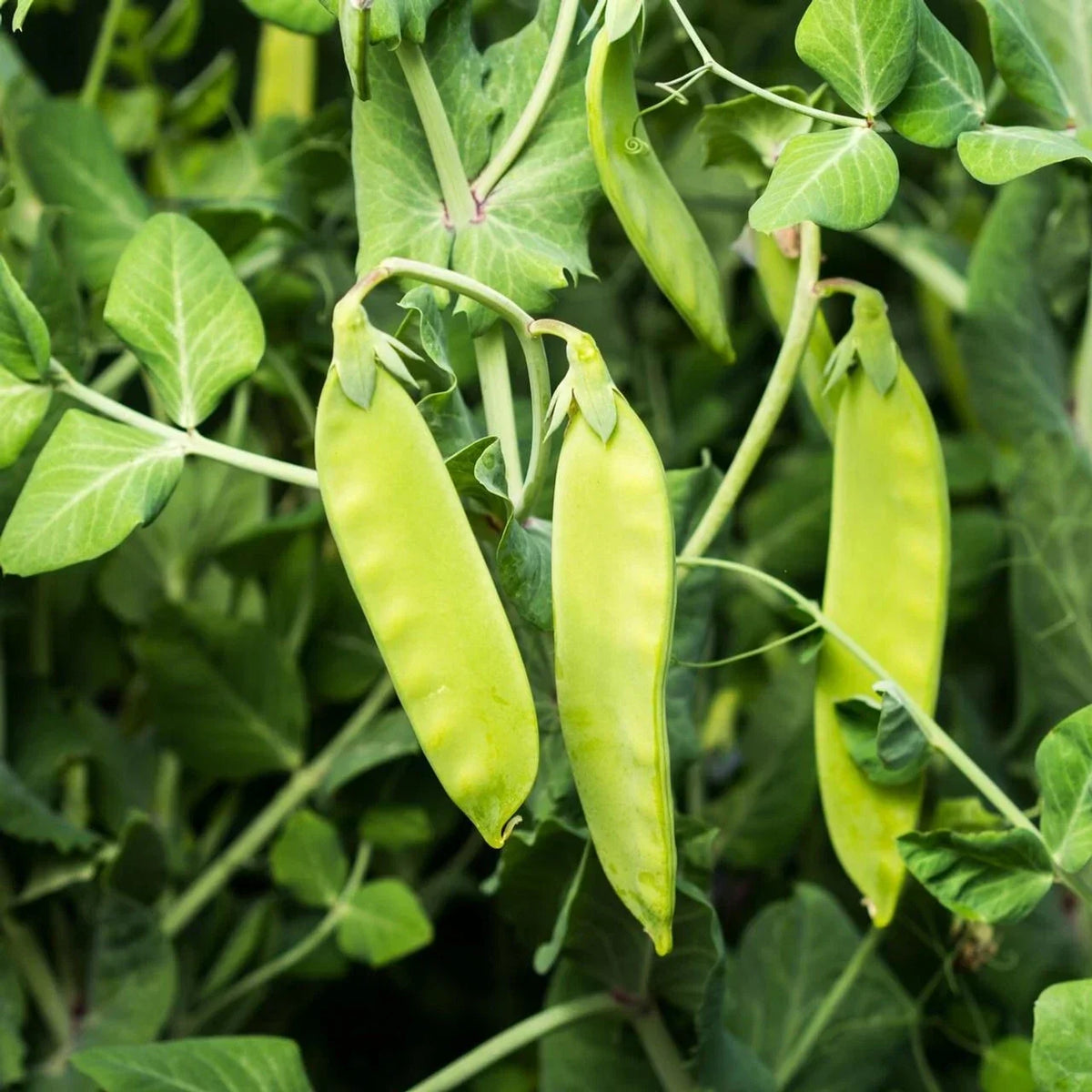 Oregon Sugar Pod II Snow Pea Seeds, Heirloom, NON-GMO, Climbing Vine, Pisum sativum, Garden Seeds for Cool Climate
