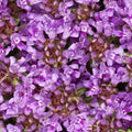 Creeping Thyme Seeds - 1,000 Non-GMO Thymus serpyllum Ground Cover, Dwarf, Purple Pink Blooms, Low Maintenance