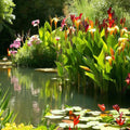 Canna Aquatic Plants 2 Pack Bare Root Thalia dealbata - Water Garden Flowers, Hardy Perennial for Ponds and Landscapes