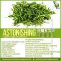 Arugula Seeds - 1500 Non-GMO Organic Open Pollinated - Eruca sativa