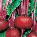 Beet Seeds 500 Count - Detroit Dark Red Heirloom Non-GMO Sweet Beets (Beta vulgaris)