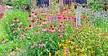 Native Perennial Wildflower Seed Mix 1 OZ - 17 Varieties for Pollinators & Cut Flowers - Ideal for Gardens and Landscapes