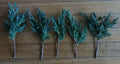 Pre Bonsai Juniper Cuttings 6-8 inch Green Mound Juniper (Juniperus procumbens) - 5 Pack