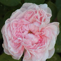 Climbing Rose Cuttings - 3 Fresh 6” Unrooted Cuttings - Auswith Variety - Rosa Climbing