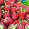 Albion Strawberry Plants - 10 Bare-Root Day Neutral Fragaria × ananassa for Continuous Harvest