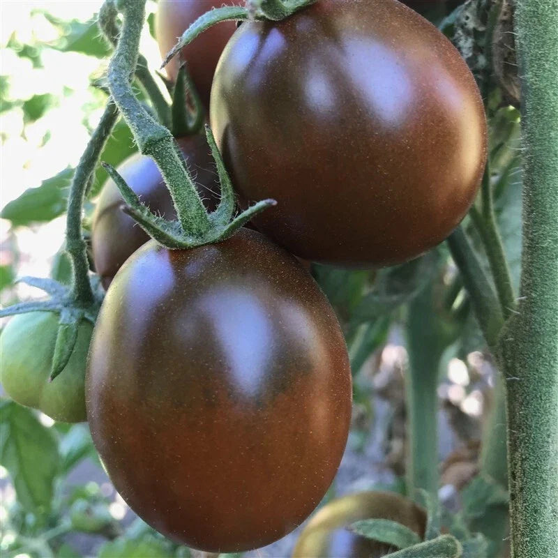 Black Prince Tomato Seeds - 30+ Heirloom Organic Non-GMO - Rare Variety for Home Gardening - Solanum lycopersicum