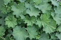 Lady's Mantle Seeds - Organic Medicinal Herb, Alchemilla vulgaris, 50 Seeds for Garden, Herbal Tea & Pollinator Attractant