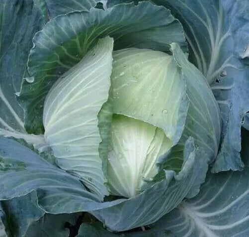 Late Flat Dutch Cabbage Seeds 300+ Heirloom Brassica oleracea for Fall Garden, Culinary, Cool-Season, Large Flat Heads