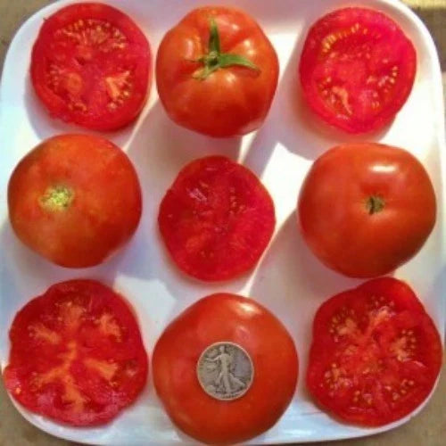 Rutgers So Delicious Heirloom Tomato Seeds - 25 Fresh Solanum lycopersicum Seeds for Home Garden, Pot, or Raised Bed