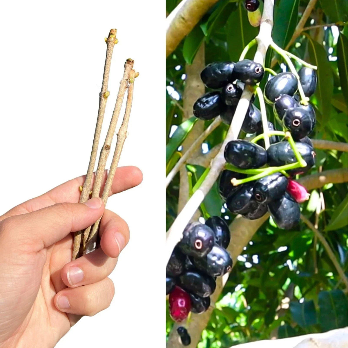 Jamun Fresh Cutting Scion 5x | Java Plum | Duhat | Cây Trâm | Prunus cerasifera