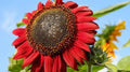 Red Sunflower Seeds - 25+ Non-GMO Heirloom Helianthus annuus for Garden, Cut Flowers, Pollinator Attractant
