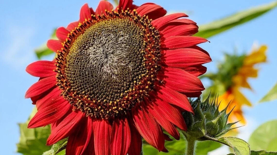Red Sunflower Seeds - 25+ Non-GMO Heirloom Helianthus annuus for Garden, Cut Flowers, Pollinator Attractant