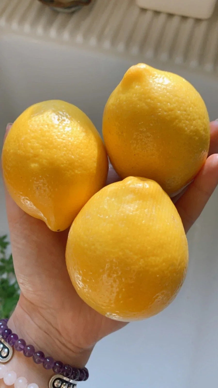 Organic Meyer Lemon Seeds - 5 Pack Citrus limon Pesticide-Free Non-GMO for Home Garden & Container Planting