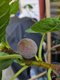 Smith Fig Cuttings - 5 Pack with Willow Water for Rooting - Ficus carica