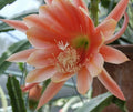 Epiphyllum Orchid Cactus Cuttings, MOR MOR Variety, Don's Cuttings, Indoor Plant, Succulent Gardening