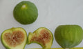 Green Ischia Fig Tree Cuttings - 3 Pack - Ficus carica - Hardy in Zones 7 to 10 - Ideal for Home Gardens