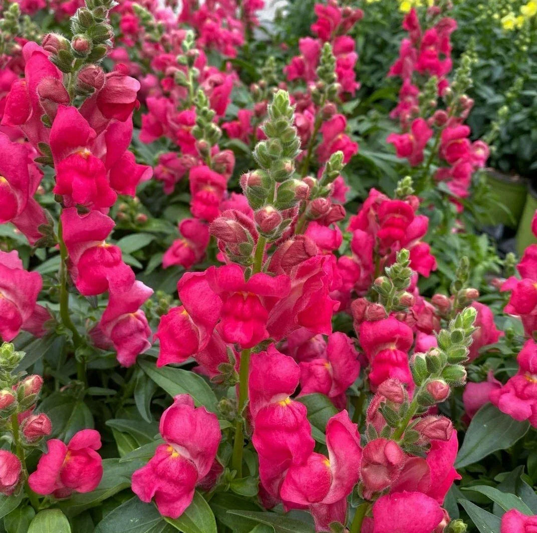 Snapdragon Seeds - Montego Red - 150 Count - Antirrhinum majus for Garden Beds, Borders & Containers