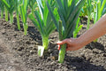 Leek Seeds for Planting - 50+ Fresh Garden Seeds, Ideal for Salads and Garnish, Allium ampeloprasum