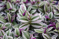 Pink Wandering Jew Cuttings 6'' Tradescantia Nanouk Indoor Houseplant