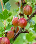 Jahns Prairie Gooseberry Live Rooted Plant Edible Shrub Ribes missouriense Zones 3-8