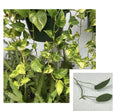 Golden Pothos & Cebu Blue Pothos Unrooted Cuttings – 2 Leaves, 2 Nodes, Propagation Plants, Epipremnum aureum & Scindapsus aureus