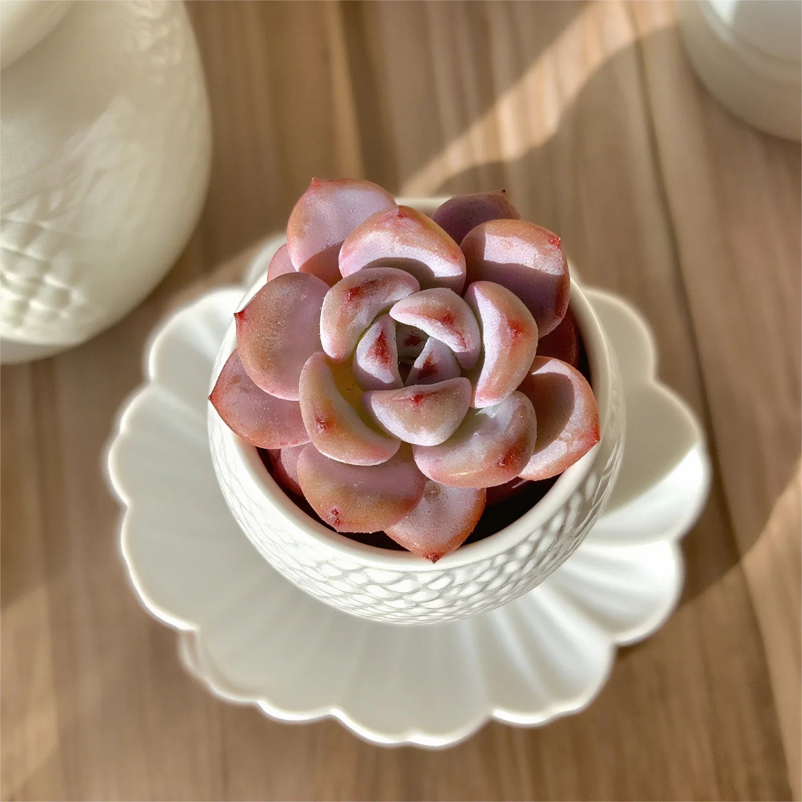 Rare Succulent Plants - 2.2" Live Bare Root Soilless Potting, Assorted Varieties, Perfect for Indoor Decor, Great Gift