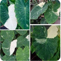 Elephant Ear Plant - Small Rooted Starter - Colocasia esculenta - Tropical Foliage Houseplant