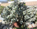 Crassula arborescens Silver Dollar Jade Succulent Cuttings - 10 Count, Easy Care Indoor Plant for Home Decor
