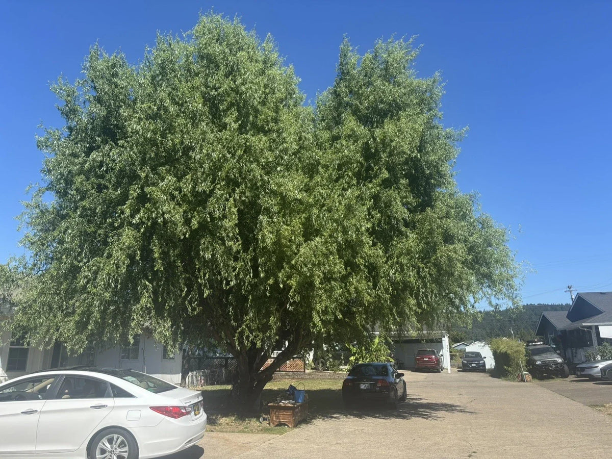 Corkscrew Willow Tree Cuttings - 10 Branches with Distinctly Curled Leaves - Salix Matsudana