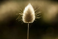 Bunny Tails Grass Seeds 25 Pcs, Dried Flowers for Crafts, Lagurus Ovatus, Ornamental Plant Seeds