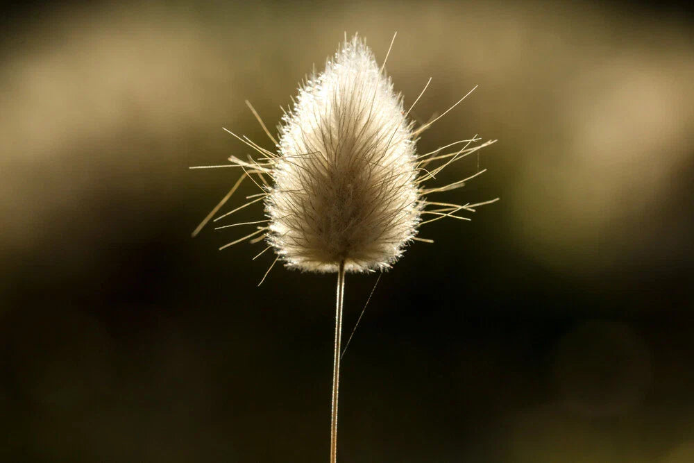 Bunny Tails Grass Seeds 25 Pcs, Dried Flowers for Crafts, Lagurus Ovatus, Ornamental Plant Seeds