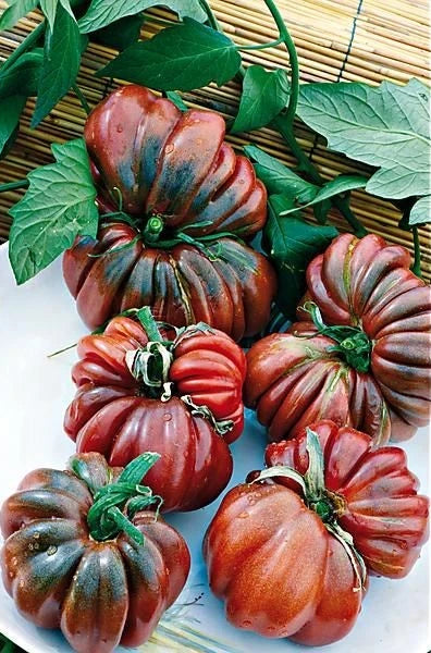 Black From Tula Tomato Seeds - 120+ Heirloom Organic Non-GMO - Rare Variety - Perfect for Home Gardening