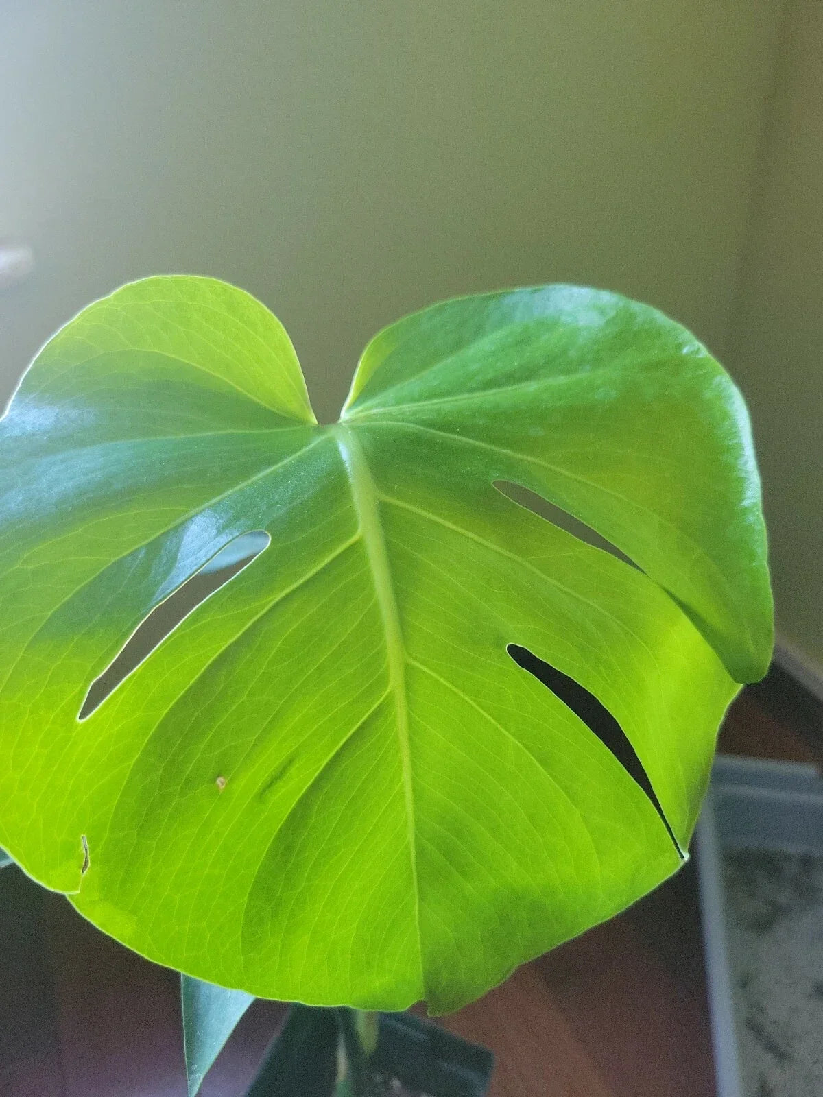 Live Monstera Deliciosa Plant - Tropical Indoor Houseplant with Split-Leaf Foliage - Easy Care Philodendron