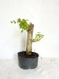Parrot's Beak Plant - Pre-Bonsai - Gmelina philippensis - Fat Trunk Indoor Bonsai Tree