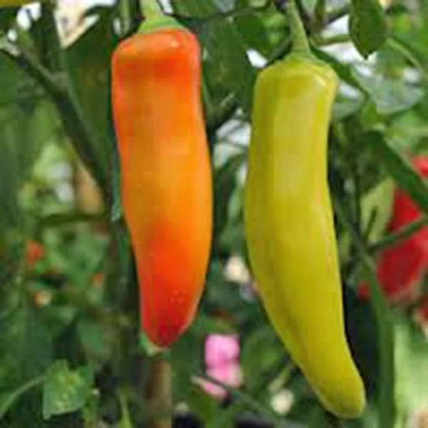 Spicy Hungarian Yellow Wax Pepper Seeds – Heirloom Non-GMO Capsicum annuum, 20+ Seeds for Fresh Eating & Pickling
