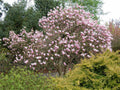 Jane Magnolia Live Bare Root Plant 24 Inches Reddish-Purple Blooms Magnolia x 'Jane' Deciduous Flowering Tree