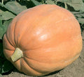 Mammoth Gold Giant Pumpkin Seeds - Organic Heirloom Non-GMO for 40-60 lbs Cucurbita maxima