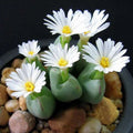 Lithops Seeds - Mixed White Flower Succulent Seeds, 100pcs/pack, Living Stones (Lithops spp.)