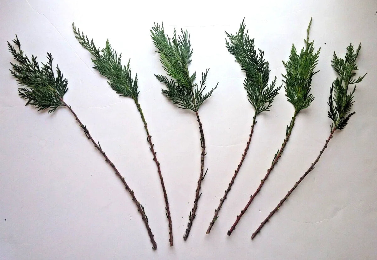 Leyland Cypress Cuttings - 15 Fresh Rooting Cuttings - Cupressocyparis leylandii
