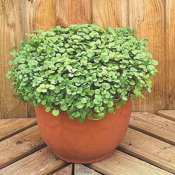 True Watercress Seeds 1 OZ - Organic Indoor Sprouts for Shade Gardens - Nasturtium officinale