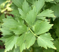 Lovage Seeds - 200+ Perennial Herb for Cooking, Soups & Stews, Levisticum officinale, Non-GMO