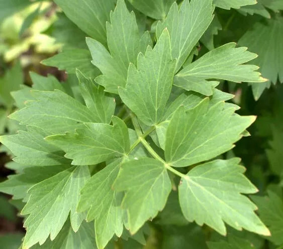 Lovage Seeds - 200+ Perennial Herb for Cooking, Soups & Stews, Levisticum officinale, Non-GMO