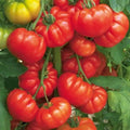 Heirloom Steak Tomato Seeds - Organic Beefsteak Variety - Large Juicy Tomatoes for Slicing - Solanum lycopersicum - 10+ Seeds Pack